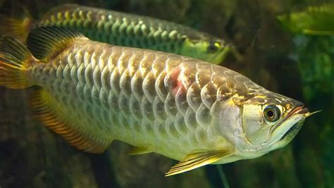 銀龍魚飼養|銀龍魚飼養指南與物種介紹：從水族缸佈置到健康管理。